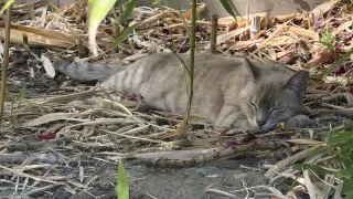 Bamboo (Courtesy Post)
