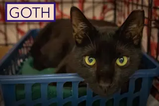 Goth (FCID# 08/24/2026 - 26 Trainer)