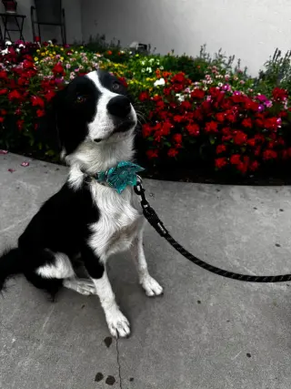 Sadie Grace