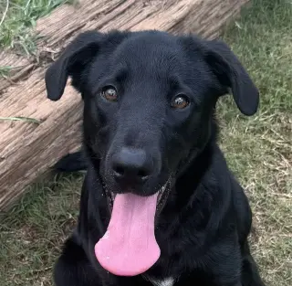 Ollie
