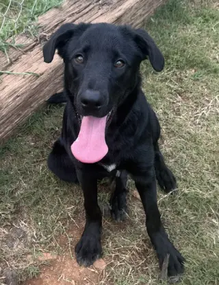 Ollie
