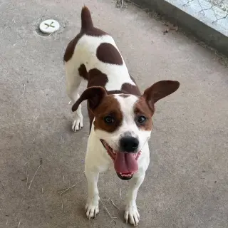 Scout