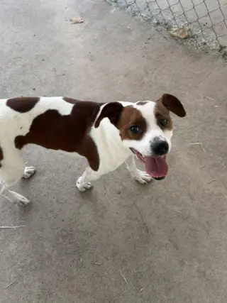 Scout