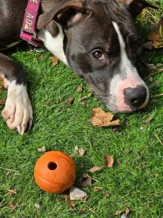 Comet (fka Godiva)
