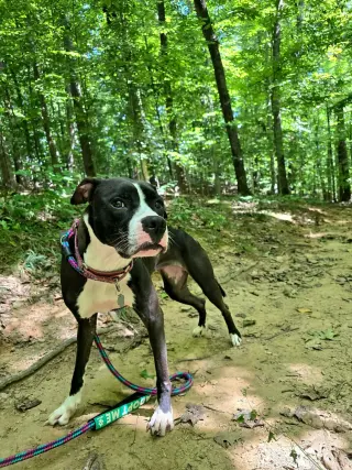 Comet (fka Godiva)