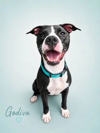 Comet (fka Godiva)