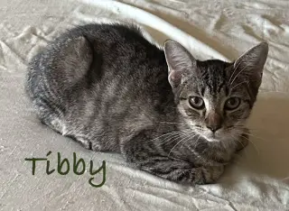 Tibby