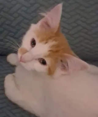 KITTEN CARROT TOP