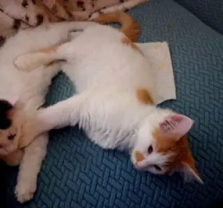 KITTEN CARROT TOP