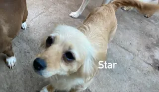 Star from Mexico