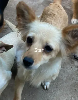 Star from Mexico