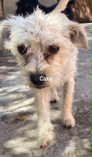 Cake from Mexico