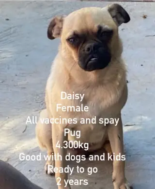 Daisy from Mexico
