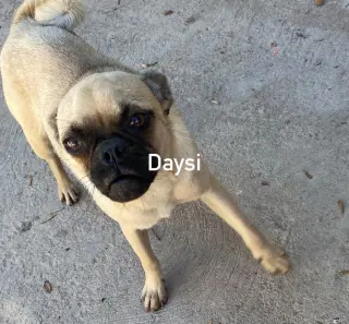 Daisy from Mexico