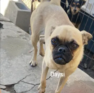 Daisy from Mexico