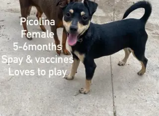 Picolina from Mexico