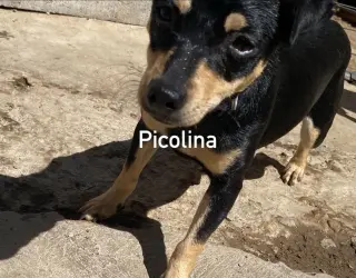 Picolina from Mexico