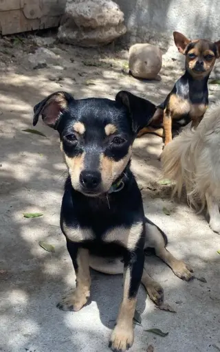Picolina from Mexico