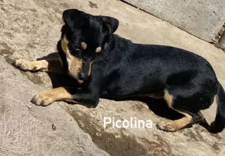 Picolina from Mexico