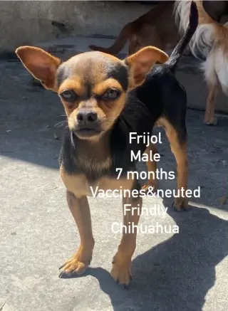 Frijol from Mexico