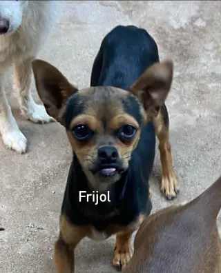 Frijol from Mexico