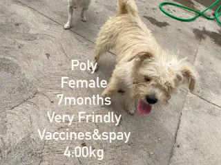 Poly from Mexico