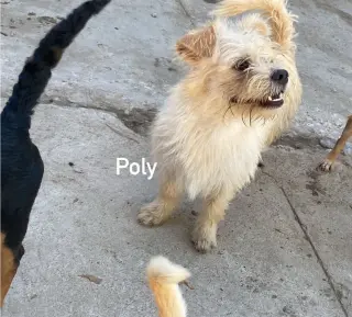 Poly from Mexico
