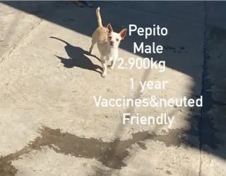 Pepito from Mexico