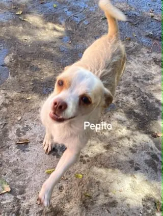 Pepito from Mexico