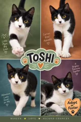 Toshi (FCID# 08/04/2026 - 28 Trainer)
