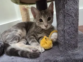 Felicity