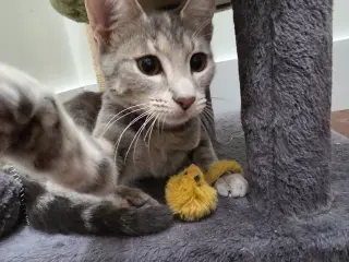 Felicity
