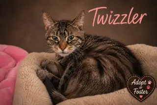 Twizzler (FCID# 08/20/2026 - 76 Trainer)