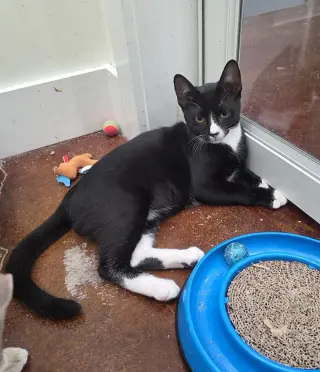 Fabio