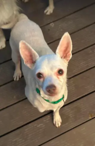 Cooper in TX