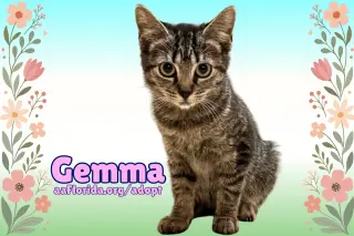 Gemma