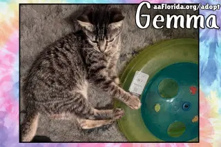 Gemma