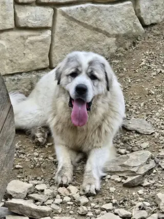 Maverick - Rehome