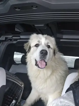 Maverick - Rehome