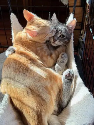 Wynken (bonded with Blynken)