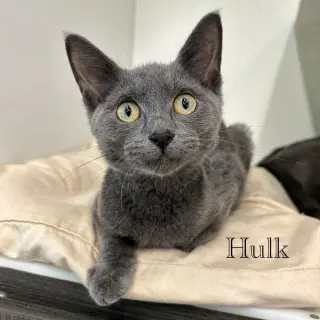 Hulk