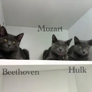 Hulk