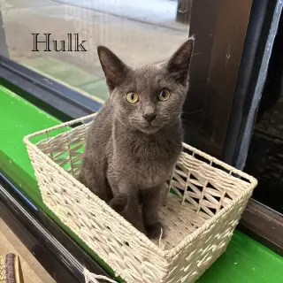 Hulk