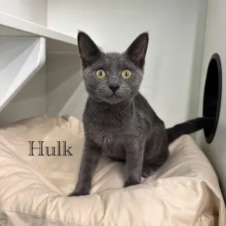 Hulk
