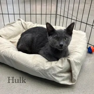 Hulk