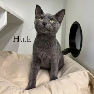 Hulk