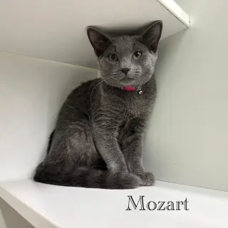 Mozart