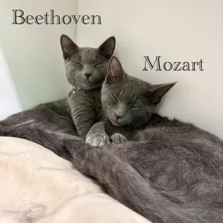 Mozart