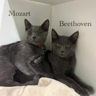 Mozart