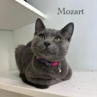 Mozart